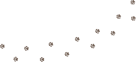 犬の足跡イラスト