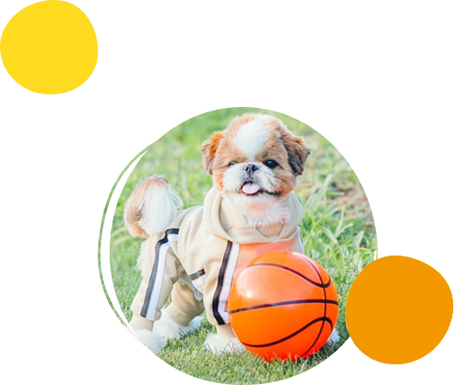 ヨークシャーテリア